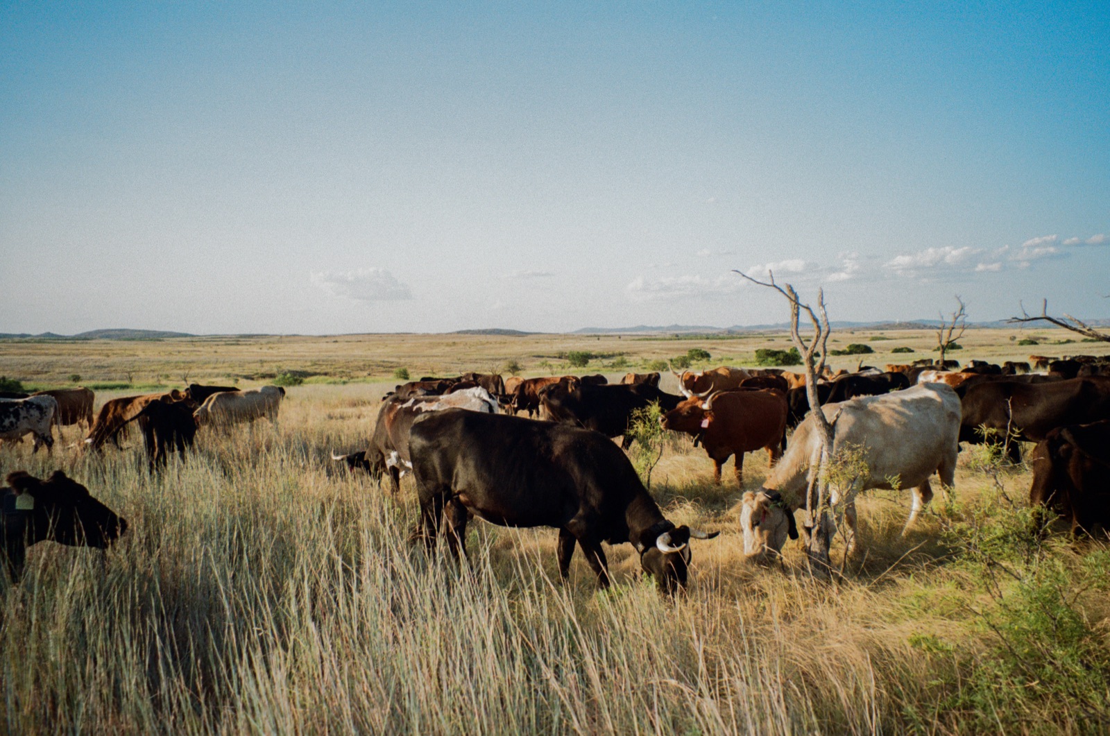A commercial cow herd wearing virtual fence collars, grazing tallgrass in Oklahoma